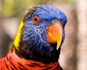 Red and colorful parot in to the wild