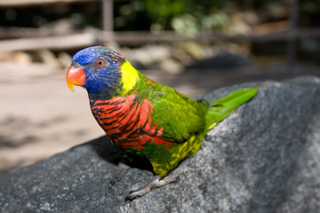 Rare Parrot