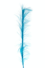 blue decoration from feathers