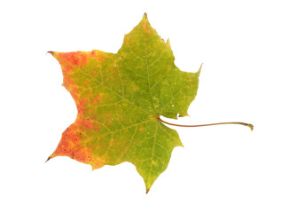 autumn maple leaf