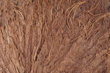 coconut background