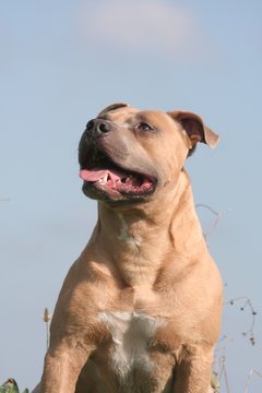 l'american staffordshire terrier au regard distrait
