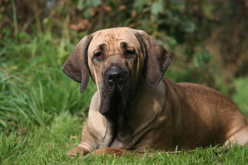 le regard fatigu&eacute; du fila brasileiro