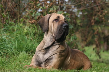 le fila brasileiro surpris par un bruit