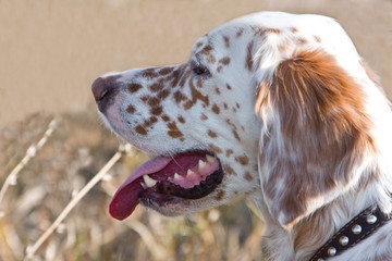 The english setter - Hunting dog