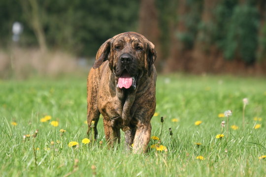 Le Fila Brasileiro Dans La Nature