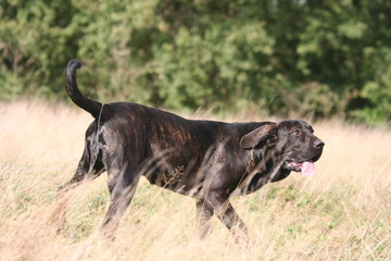 fila brasileiro epuisé par sa course