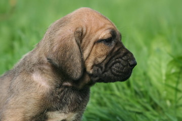 profil de la tete d'un chiot fila brasileiro