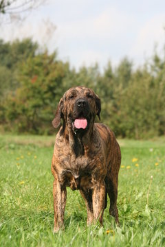 fila brasileiro qui pose de face
