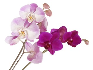 orchids in posy