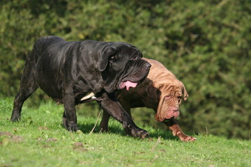 C'est moi le chef tu as bien compris ?