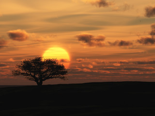 Fototapeta premium Decline and tree. A red sunset in deserted district