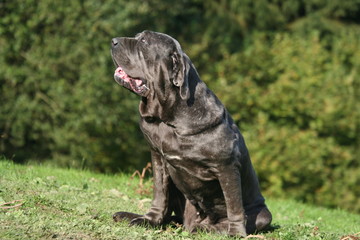 Matin De Naples Photos Royalty Free Images Graphics Vectors