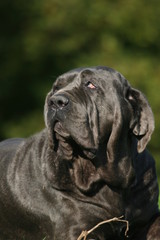 Matin de Naple en portrait