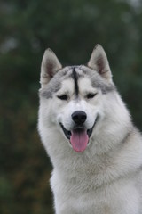 Beau portrait d'un husky sib&eacute;rien de face tirant la langue