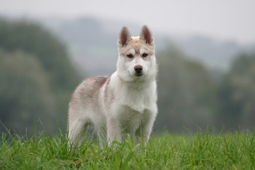 Incroyable et magnifique regard du Husky libre