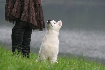 Conte féérique la louve blanche au bord du lac