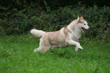 Course du Husky en libert&eacute;