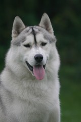 Portrait d'un Husky rêveur