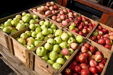 Lots of apples