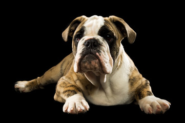 Bulldog isolated on a black background laying down