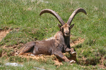 Repos du bouquetin