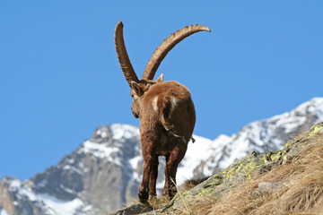 Bouquetin mâle en hiver