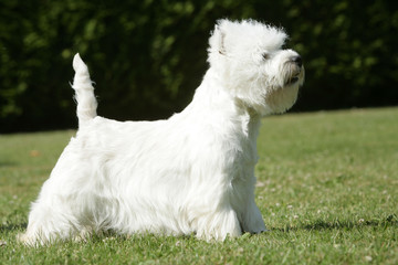un etalon westie dans le jardin