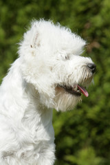 le profil d'une tête d'un westie