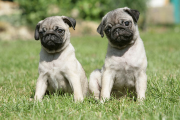 Obraz premium couple de chiot carlin