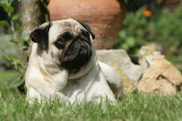 Repos d'un carlin dans un parc