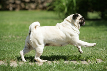 Fototapeta premium Carlin defile dans un parc