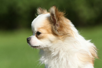 Chihuahua boudeur de profil