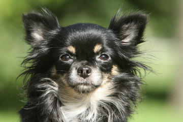 Portrait de face d'un chihuahua noir