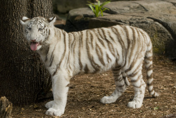 Close up of Amur Tiger cub (Panthera tigris altaica)