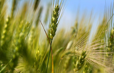 Fototapeta premium Fresh Wheat