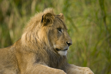 Obraz na płótnie Canvas Close up of a Lion (Panthera leo)
