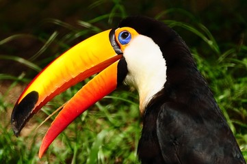 toucan
