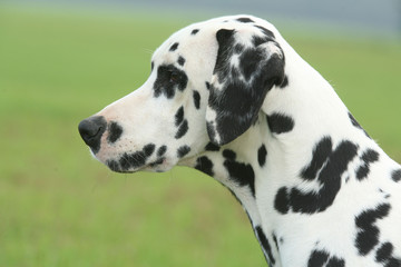 Beau portrait de profil d'un Dalmatien dans la campagne