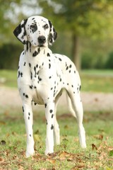 Beau Dalmatien de face en automne