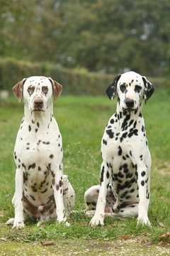 Deux copains assis dans le jardin