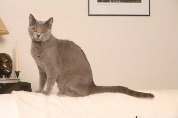 Chartreux sur le dossier du canapé