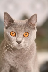 Surprise du Chartreux aux yeux orange