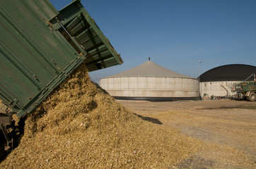 Maishäcksel abladen für Biogasanlage