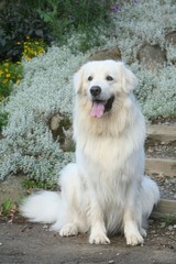 Magnifique Berger de Podhale assis sagement