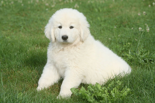 Peluche blanche vivante assise dans le jardin