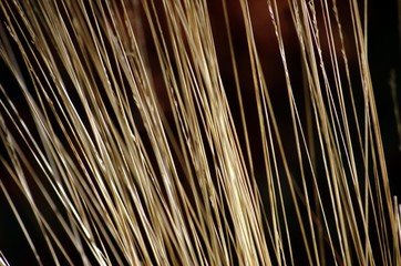 Fototapeta premium Gras