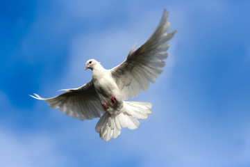 White pigeon on the Sky.