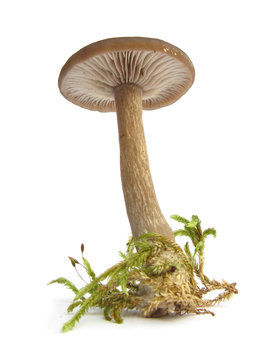 Pseudoclitocybe cyathiformis Cup shaped clitocybe mushroom