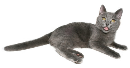 Small kitten on a white background.